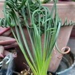 Albuca spiralis Folha