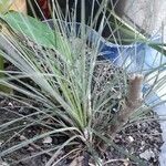 Tillandsia juncea 葉