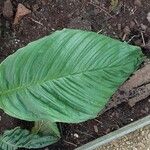 Tacca chantrieri Leaf