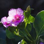 Mirabilis multiflora Flor