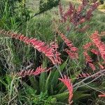 Aloe secundiflora Blomst