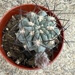 Gymnocalycium pflanziiᱵᱟᱦᱟ