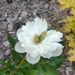 Paeonia corsica Flower