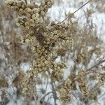 Toxicodendron radicans Fruit