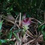 Curcuma zedoaria Цвят
