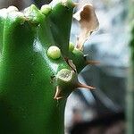 Euphorbia neriifolia Flower