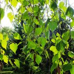 Betula pendula Leaf