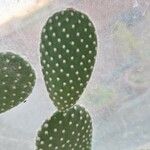 Opuntia microdasys Leaf