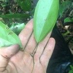 Abuta grandifolia Blatt