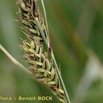 Carex buxbaumii Плід