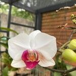 Phalaenopsis amabilisКветка