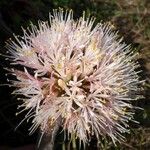 Haemanthus humilis Цветок