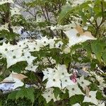 Cornus kousaFlower