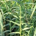 Arundo donax পাতা