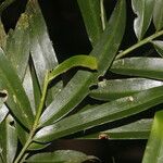 Podocarpus guatemalensis