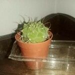 Gymnocalycium anisitsii Hoja