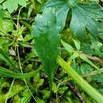 Leucanthemum adustum Blad