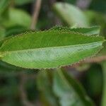 Aphloia theiformis Leaf