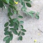 Diphysa americana ᱥᱟᱠᱟᱢ