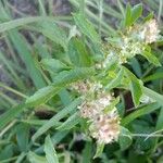 Gamochaeta pensylvanica Flower