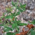 Hypericum perfoliatum Hàbitat