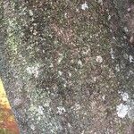 Castanospermum australe Кора