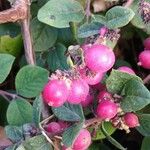 Symphoricarpos × chenaultii RehderFrugt