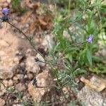 Linaria arvensis Λουλούδι