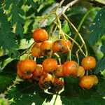 Sorbus aucuparia Fruit