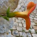 Campsis grandiflora Fleur