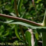 Myagrum perfoliatum Lubje