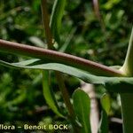 Myagrum perfoliatum Casca