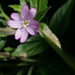 Epilobium alpestre Flower