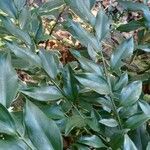 Sarcococca ruscifolia Blad