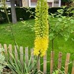 Eremurus stenophyllus Flower