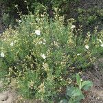 Cistus umbellatus Plante entière