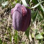 Fritillaria tubaeformis Õis