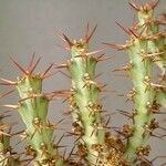 Euphorbia schinzii Blatt