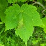 Acer spicatum Feuille