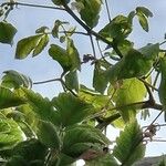 Cardiospermum grandiflorum Likasa