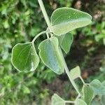 Jasminum fluminense Leaf