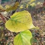 Tilia mandshurica Hoja