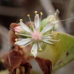 Aeonium goochiae ফুল