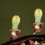 Bulbophyllum falcatum Цветок