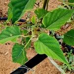 Ipomoea carnea Blad