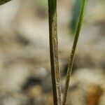 Houstonia longifolia Corteza