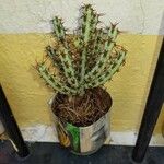 Euphorbia aeruginosa Blatt