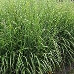 Miscanthus sinensis Libunga