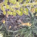 Lepidium campestre Fruit