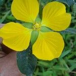 Ludwigia peruviana Flower